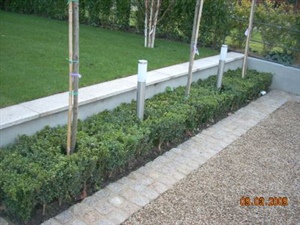 hedge with lights idea